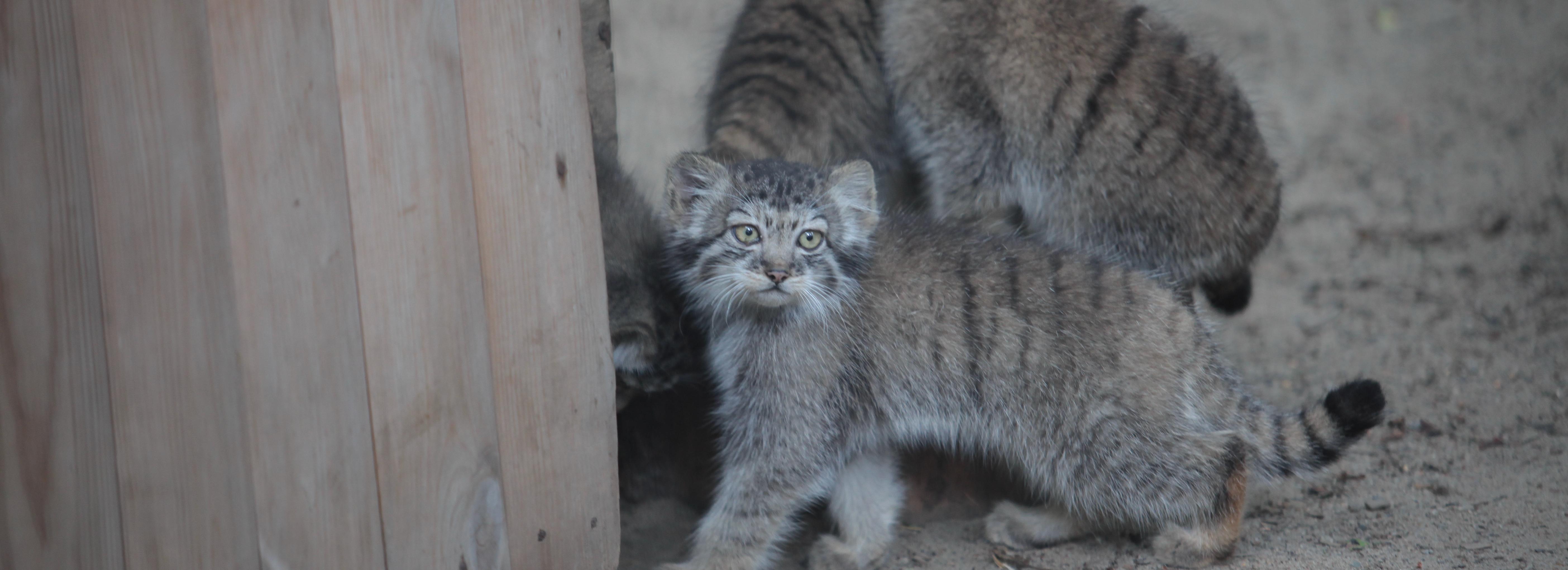 Объявлен конкурс «Краснокнижные животные зоопарка» для юных художников