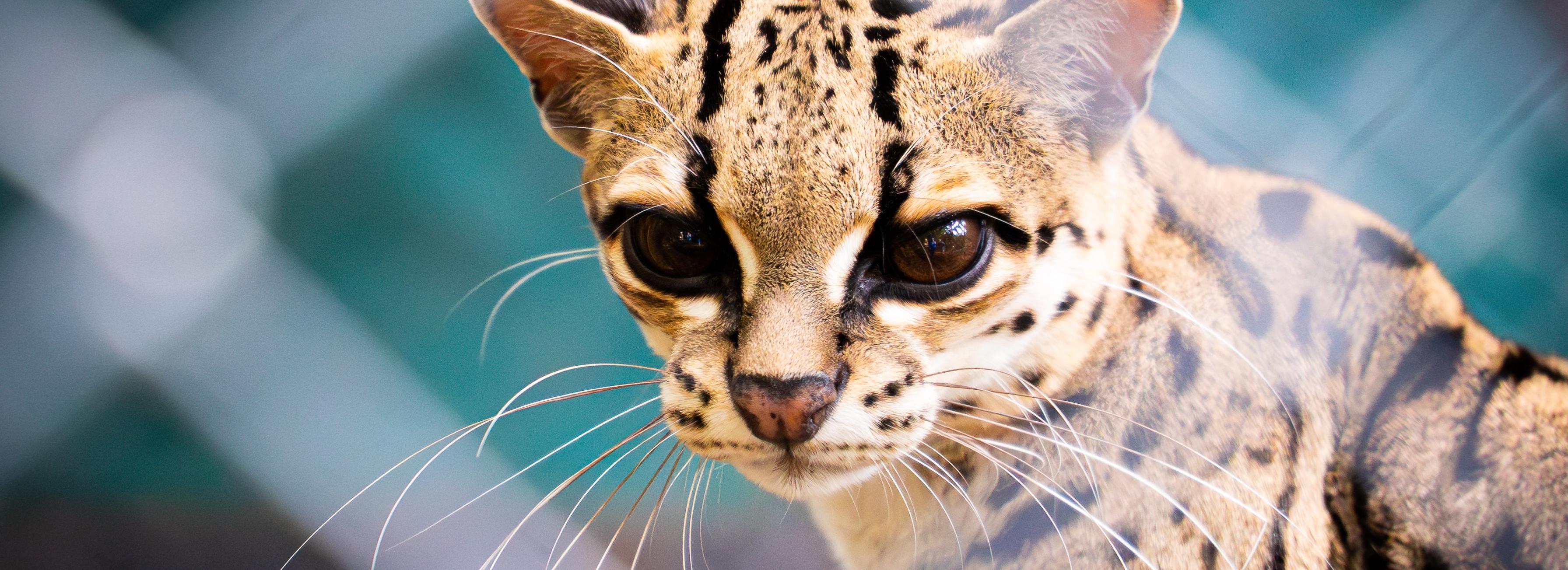 Крохотного оцелота Стешу выкармливают в Новосибирском зоопарке