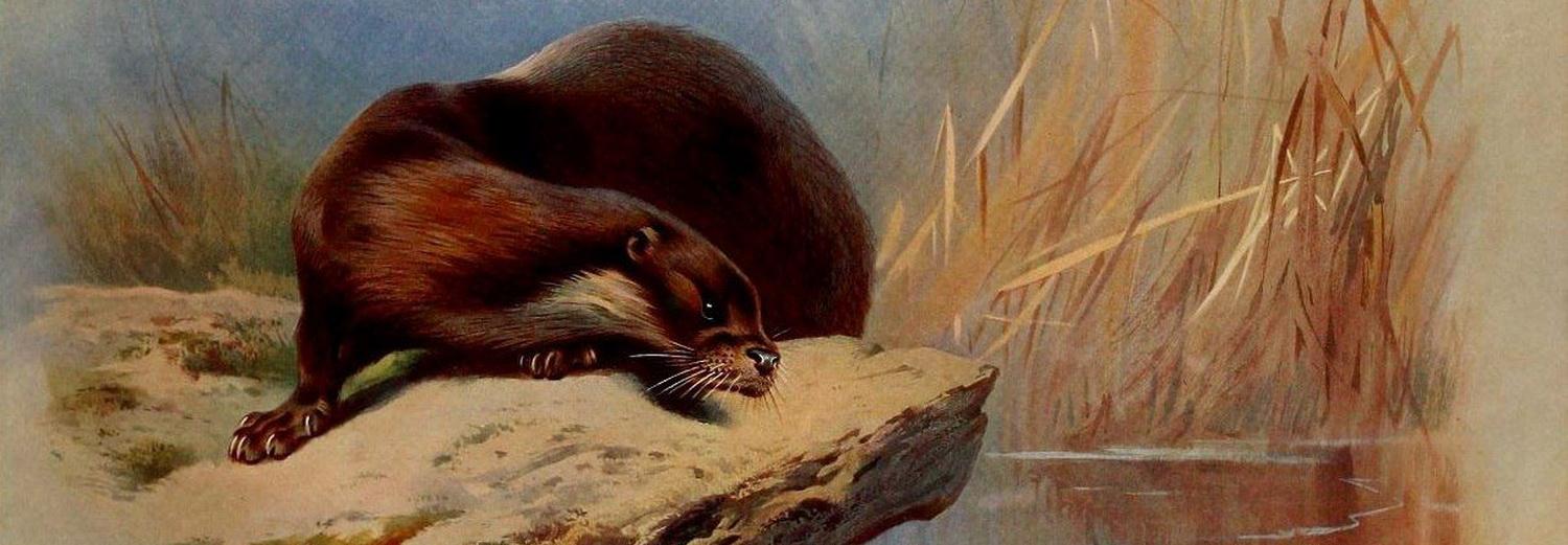 Новосибирцев научат рисовать манулов и выдр