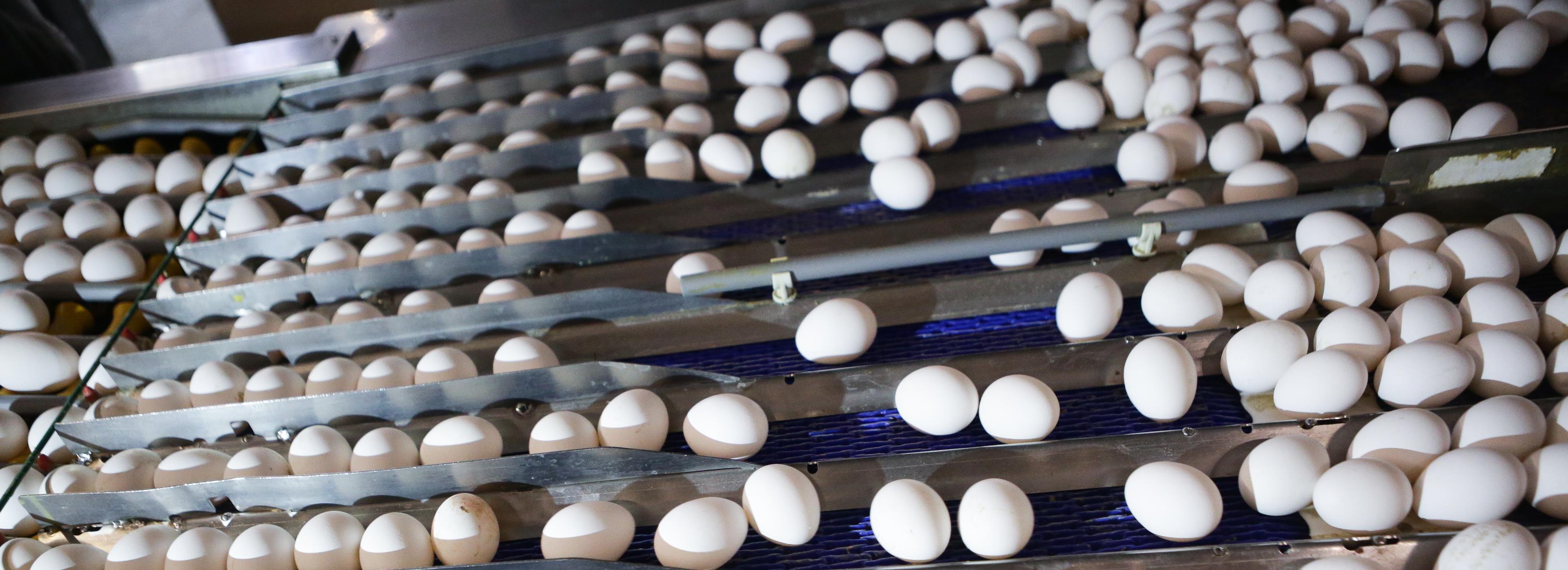 Три миллиона яиц отправили из Новосибирска в Монголию