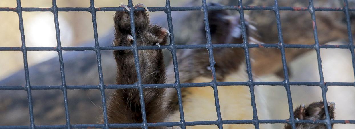Симпатичная малышка родилась у медоедов в новосибирском зоопарке