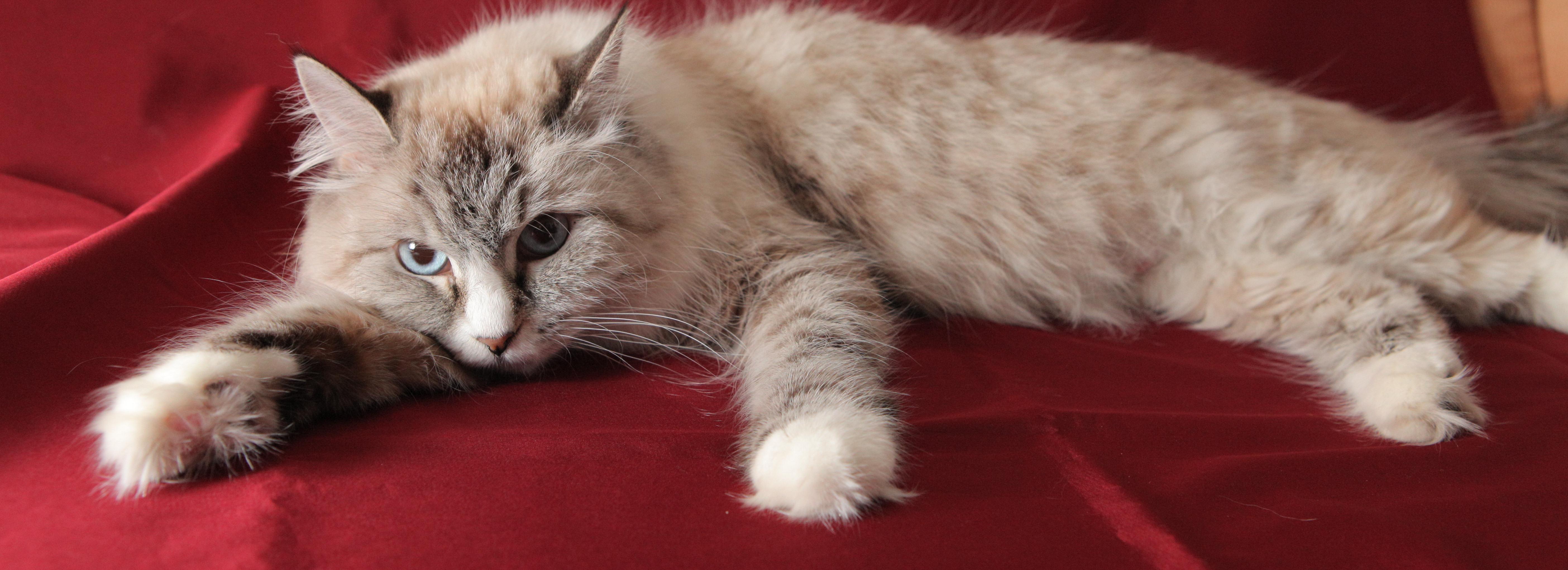 Пульмонолог Ольга Филоненко: «Оба пушистых символа года — это аллергены»