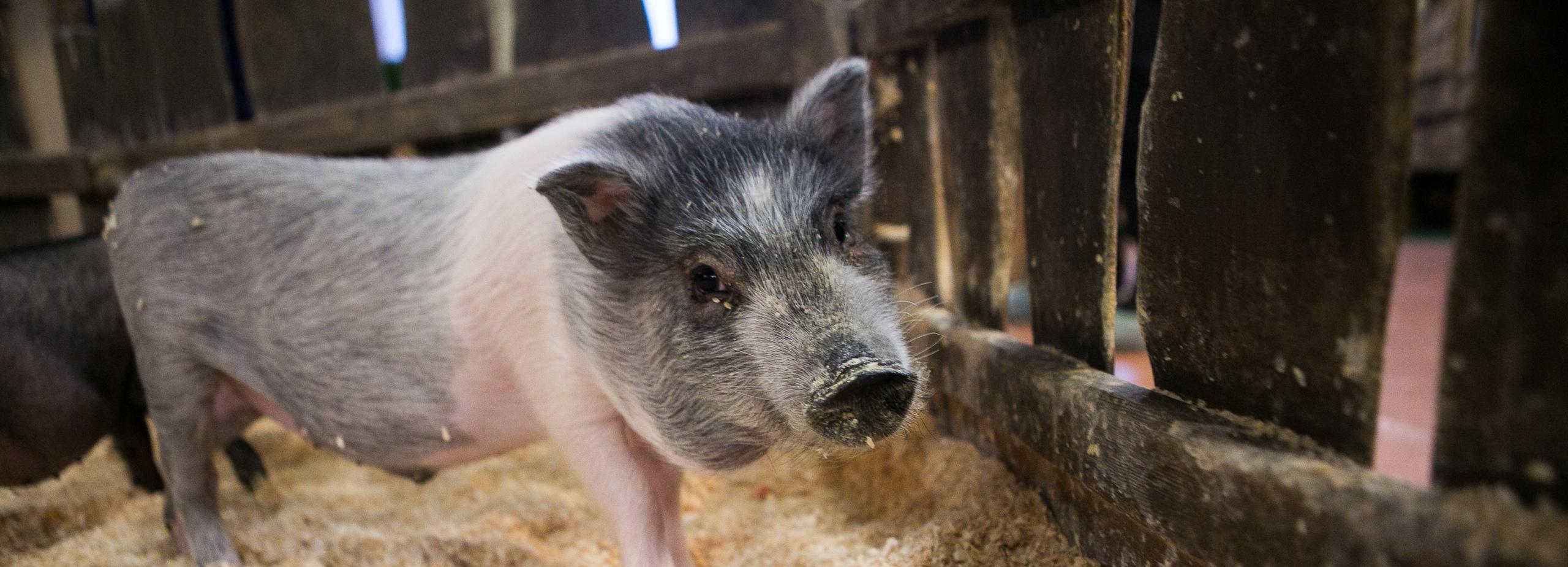 Минприроды разрешило отлов кабанов, атакующих жителей села Чемское