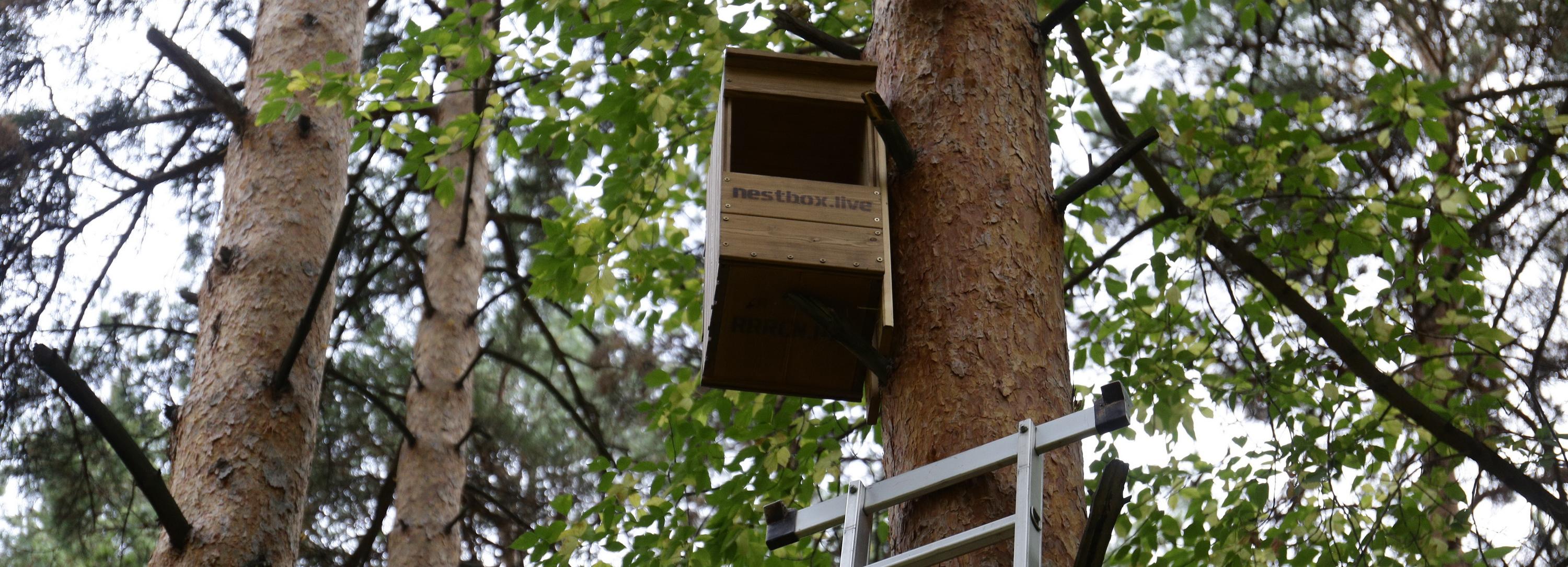 Домики для сов обустраивают в городских лесах новосибирские нестбоксеры