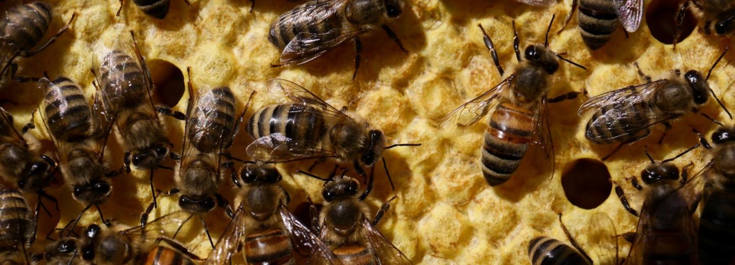 Массовую гибель пчёл начали расследовать в Новосибирской области