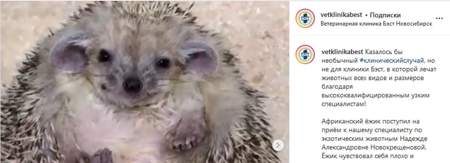 Новосибирские ветеринары прооперировали африканскую ежиху