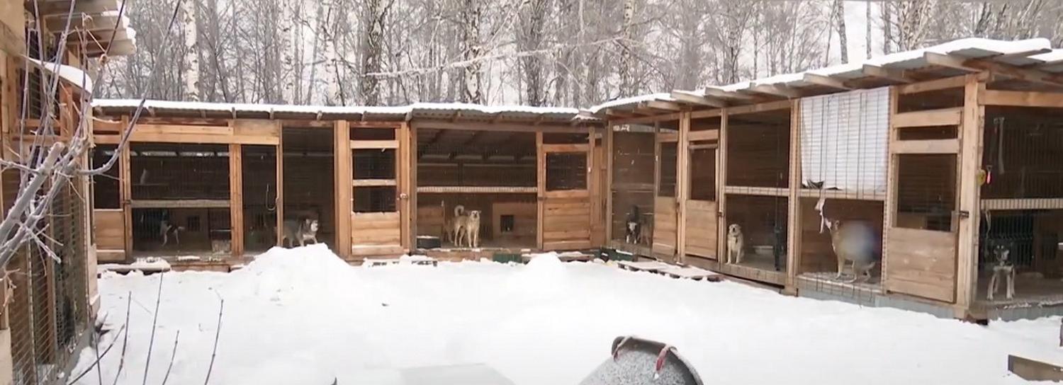Собачий приют Новосибирска из-за безденежья переводит питомцев на каши