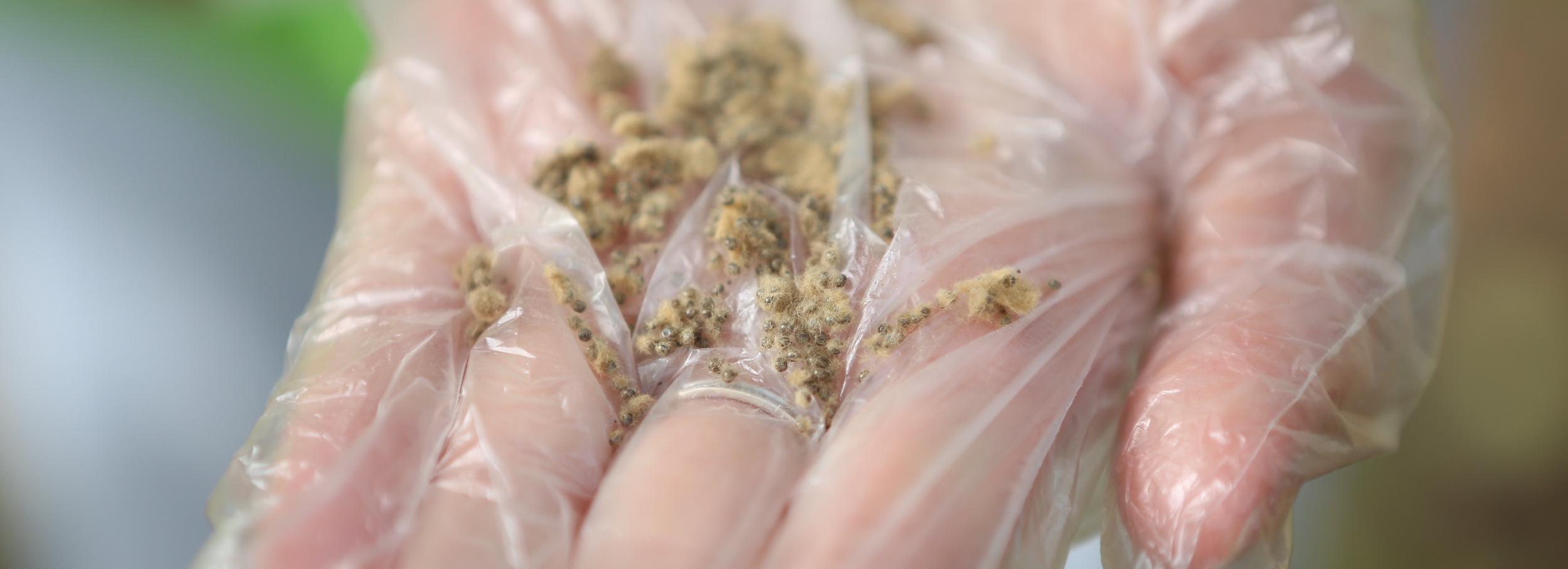 Яйцекладки шелкопряда собрали ложками в Тимирязевском сквере