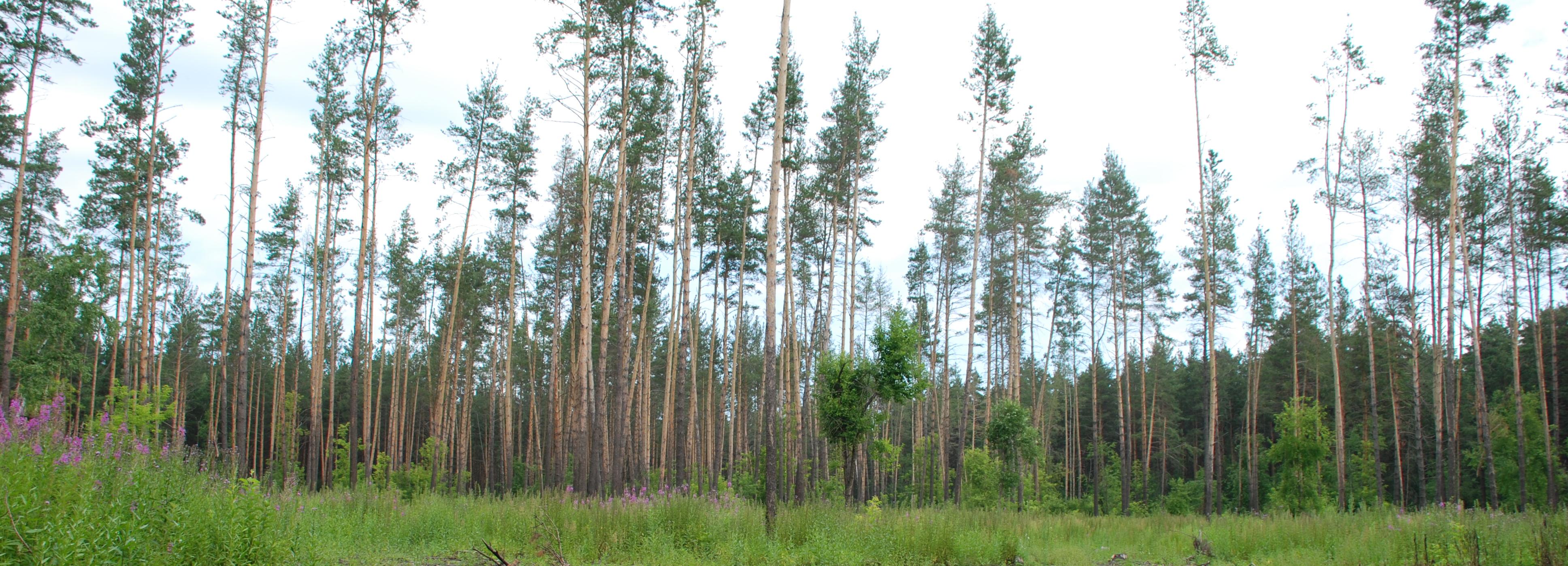 Клещевым энцефалитом заразились 144 жителя Новосибирской области