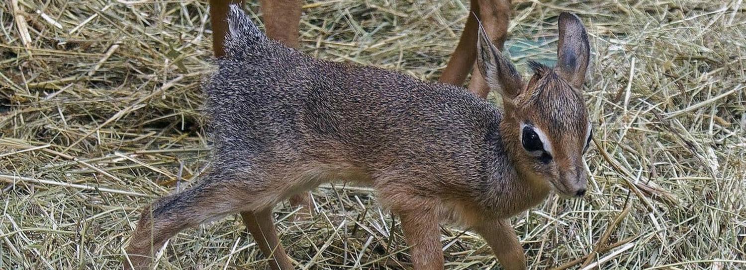 Большеглазые антилопы-двойняшки родились в новосибирском зоопарке