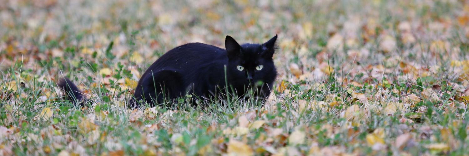 Что делать, если потерялась кошка или собака