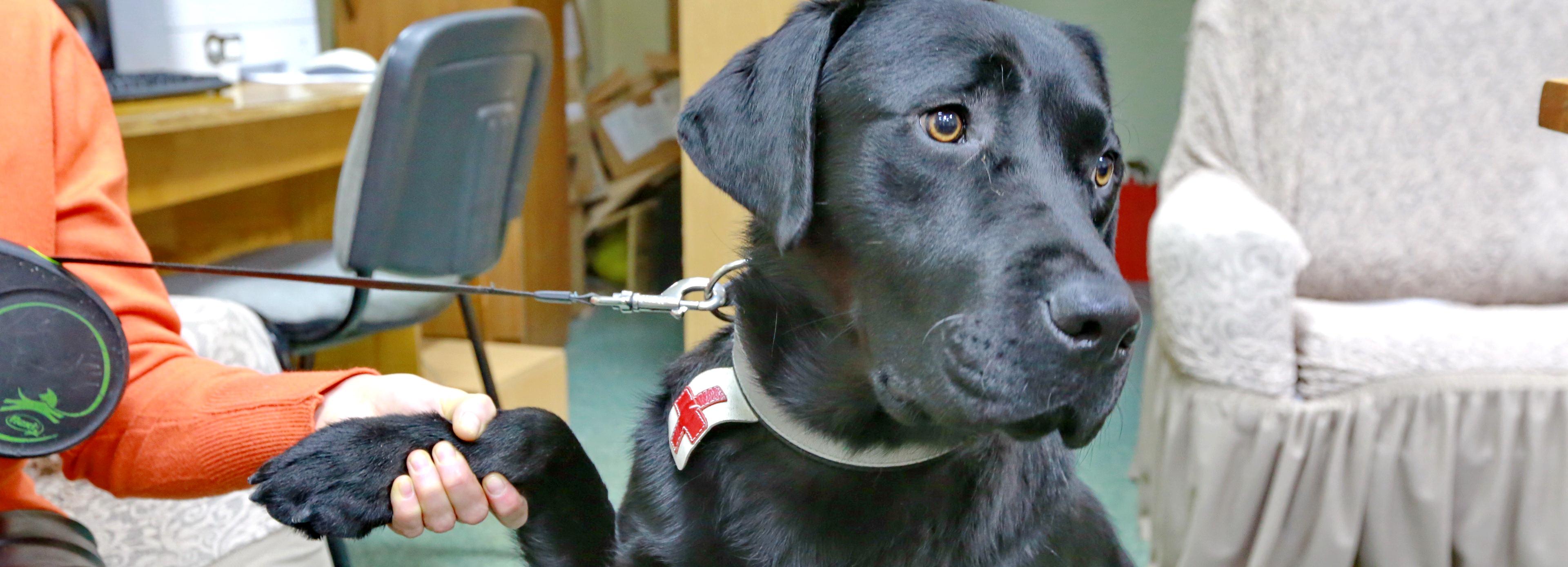 В память о погибшей в Новосибирске собаке-поводыре создали портрет