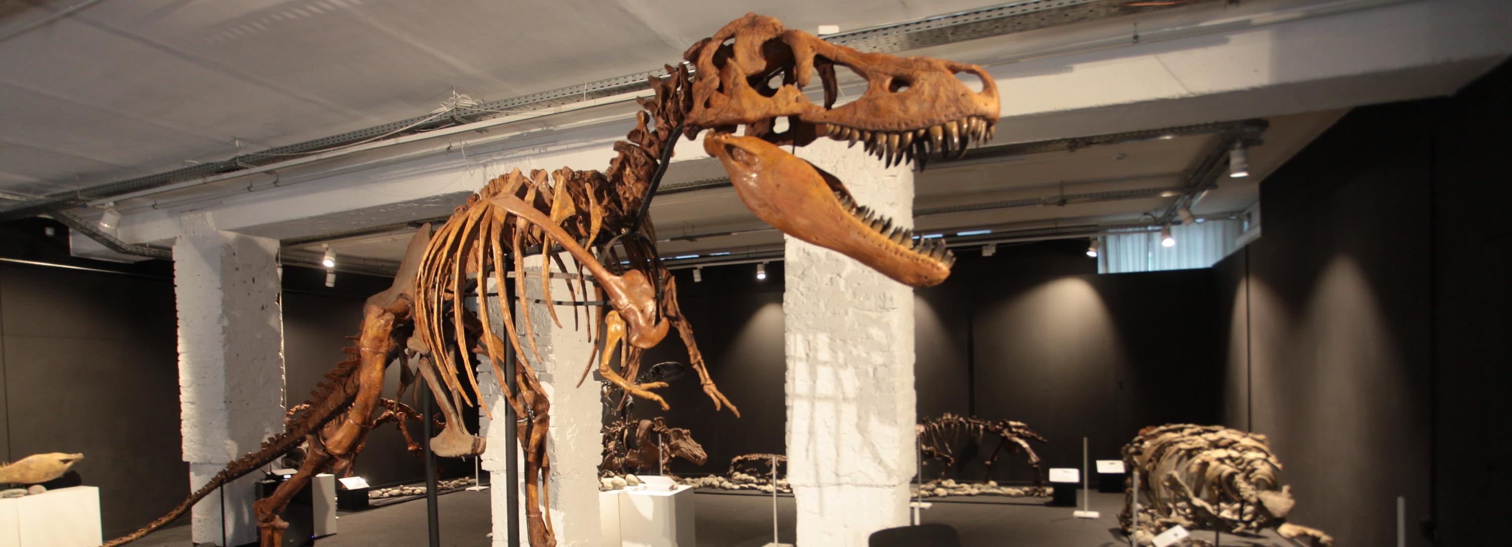 Шестиметровый скелет тарбозавра выставили в новосибирском Музее природы