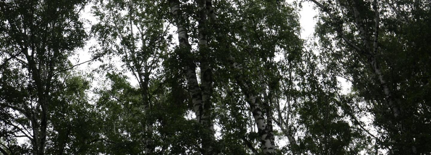 Прожорливый шелкопряд объедает сибирские леса на 400 тысячах гектаров