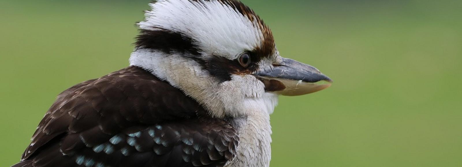 Гигантских смеющихся кукабарр показал новосибирский зоопарк