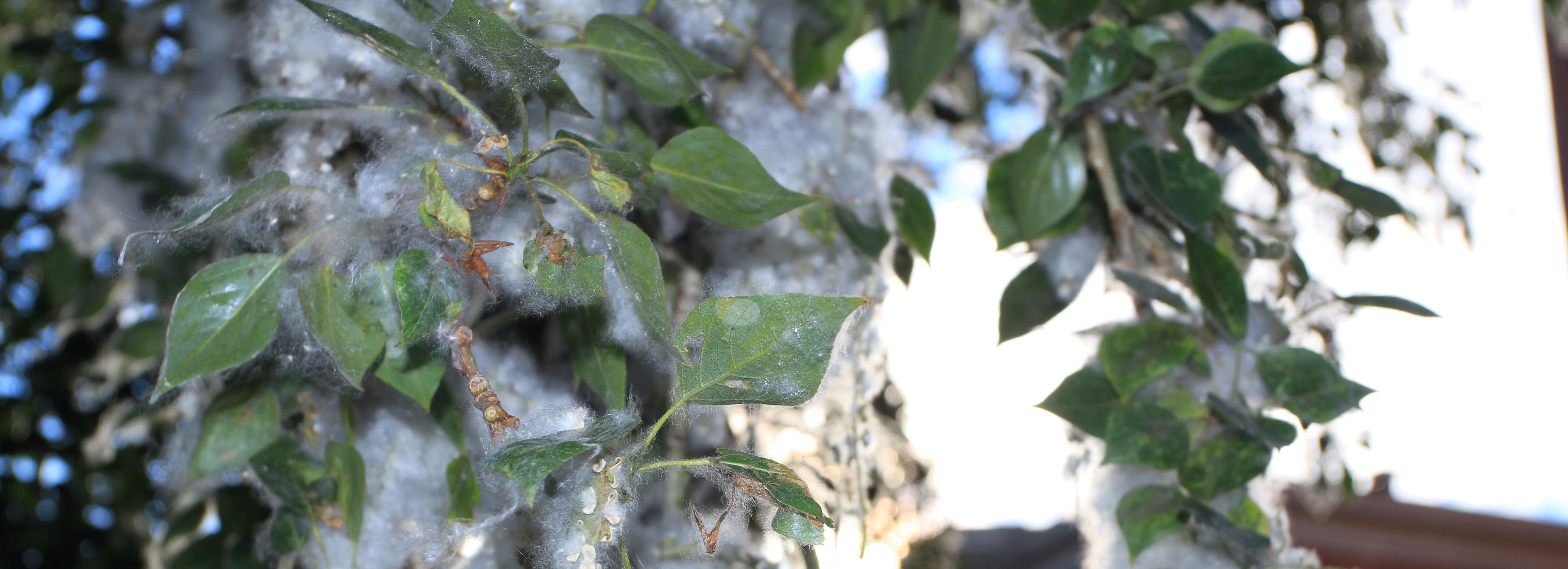 Пыльца и укусы: аллерголог назвала главные опасности сибирского лета