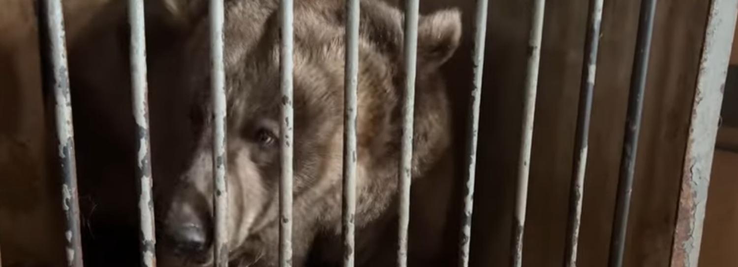 Дрессировщики судятся с зоозащитниками из-за медведей в Новосибирске