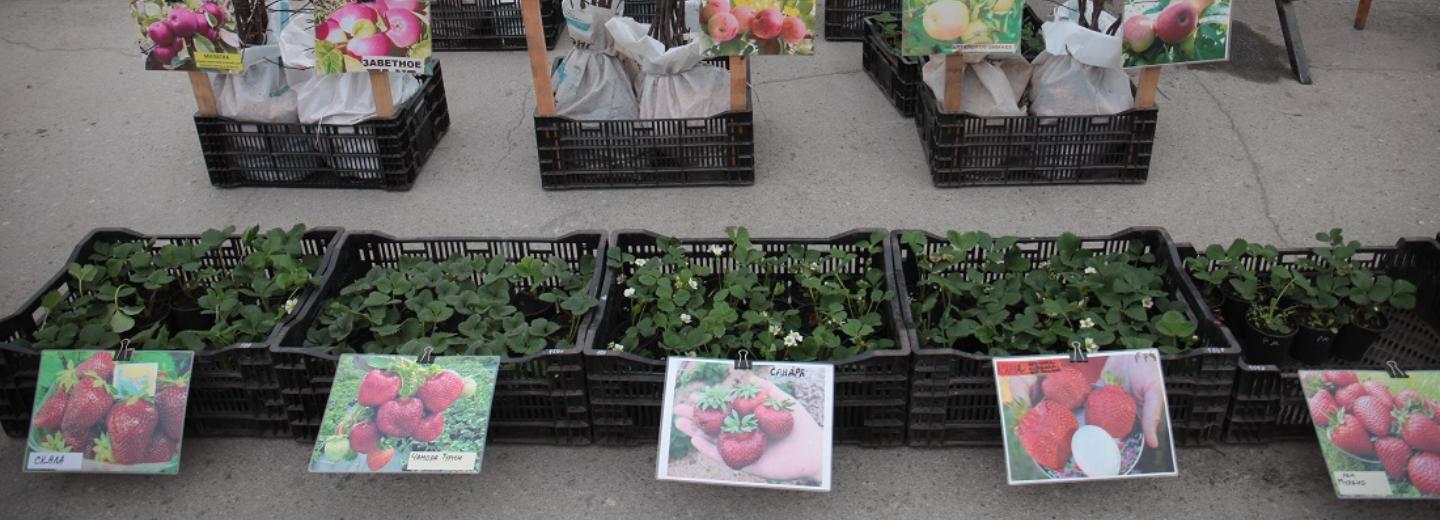 На ярмарку у ДК Чкалова приглашают садоводов и фермеров 17 и 18 мая