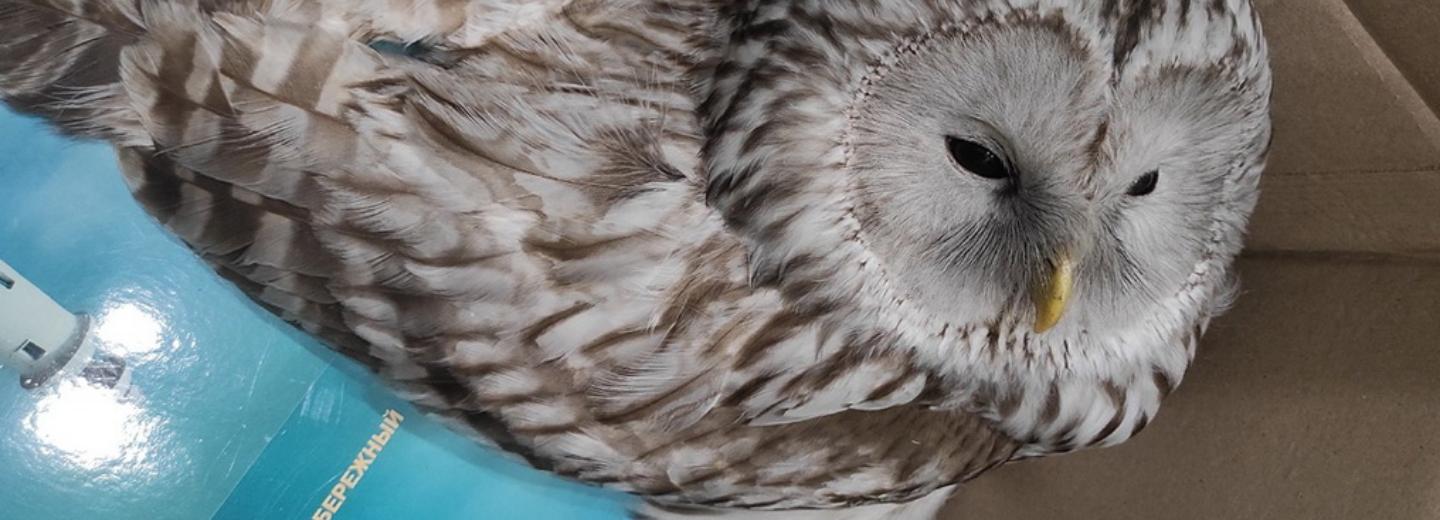 Раненных воронами сов спасают новосибирские волонтёры
