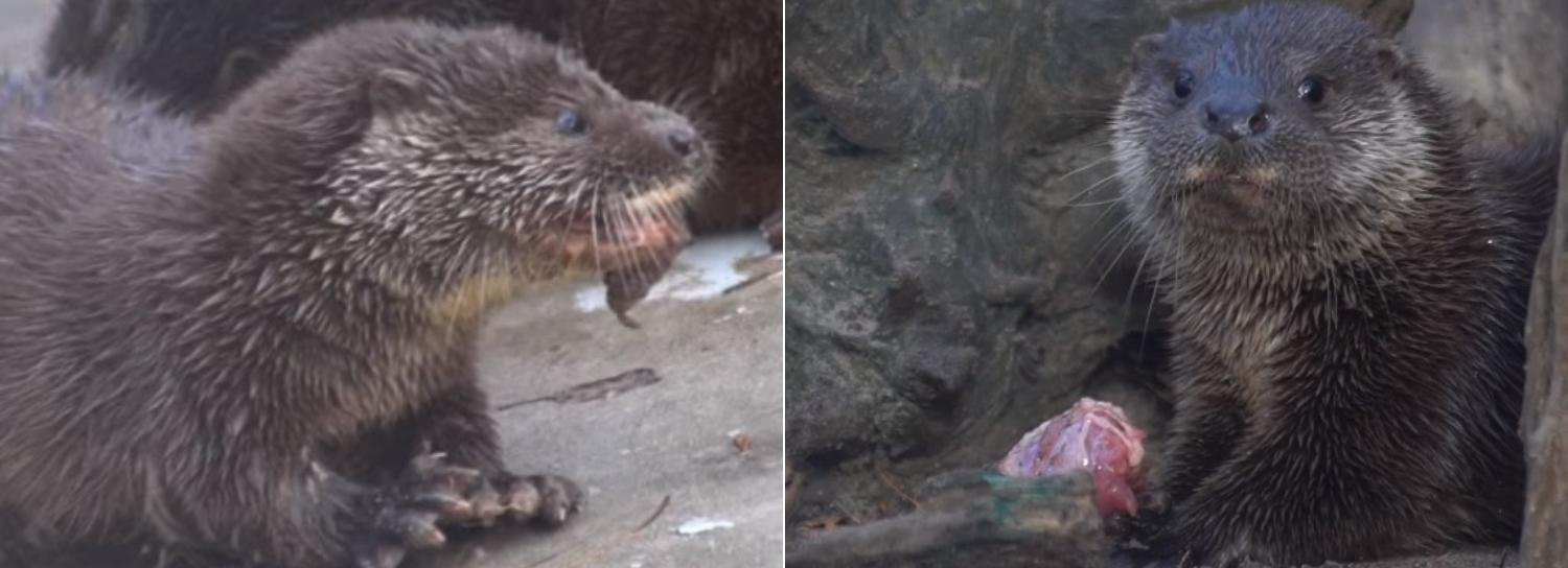 Речная выдра родила тройню в Новосибирском зоопарке