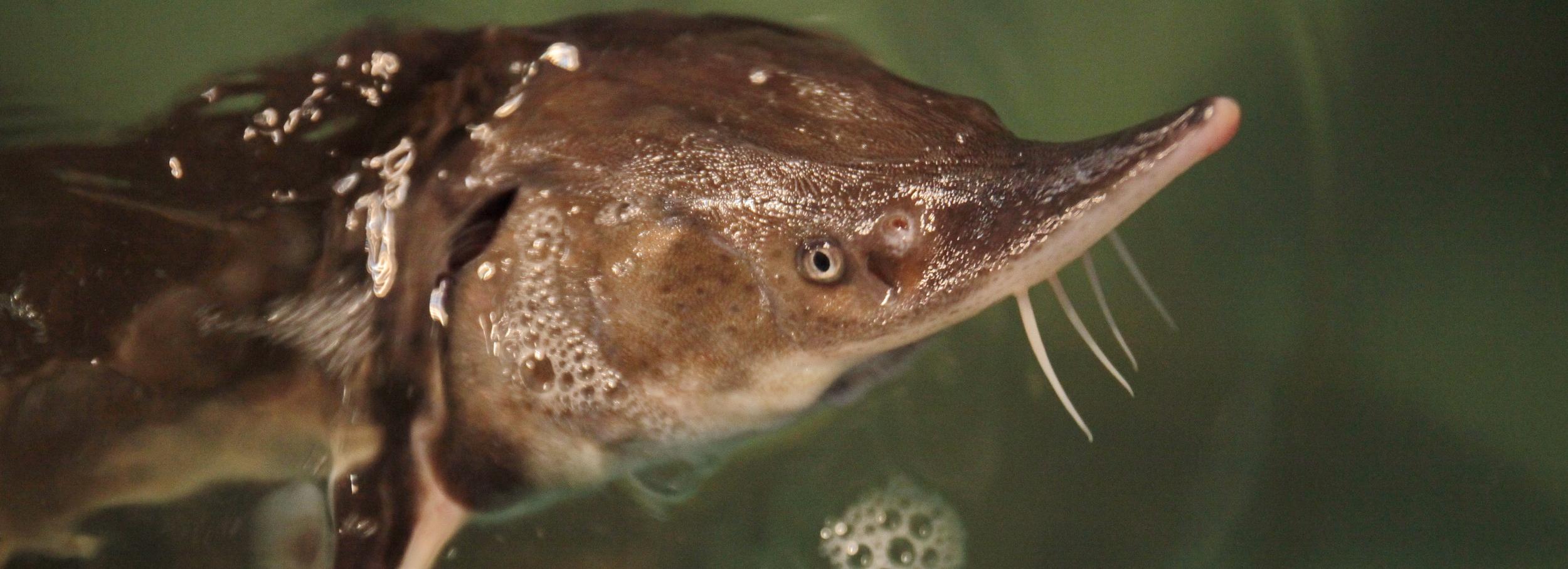 Изъятые у новосибирца 15 осетров ФСБ оценила в 10 млн рублей