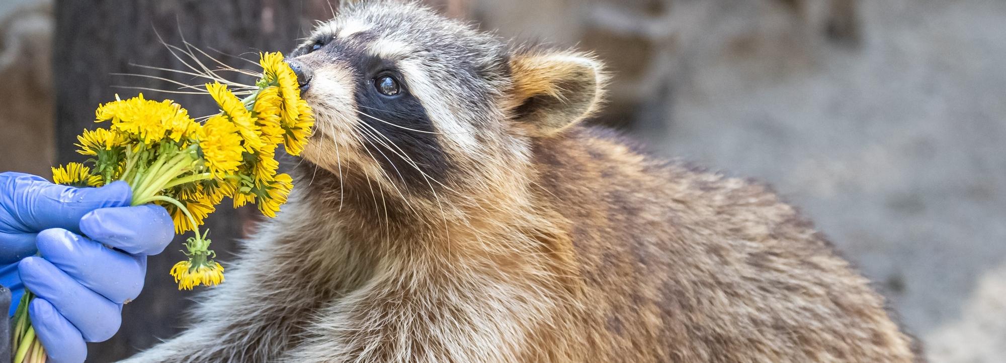 Зоопарк Новосибирска отмечает своё 73-летие