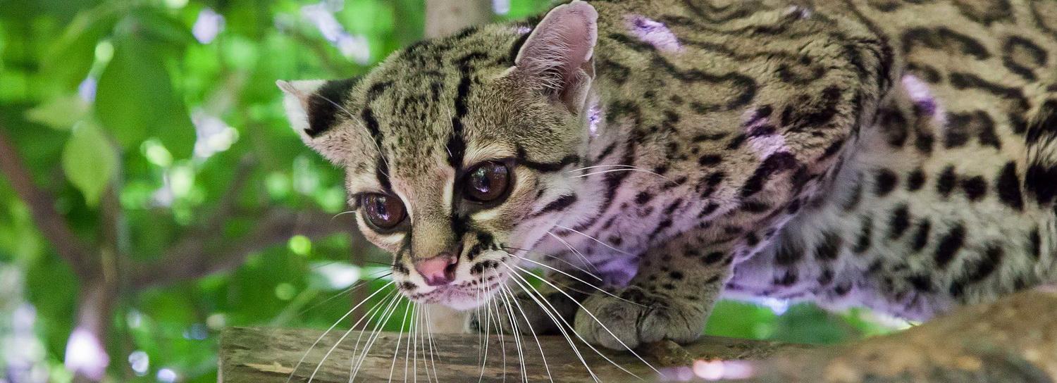 В Новосибирском зоопарке из домика вышел маргай, которого редко увидишь