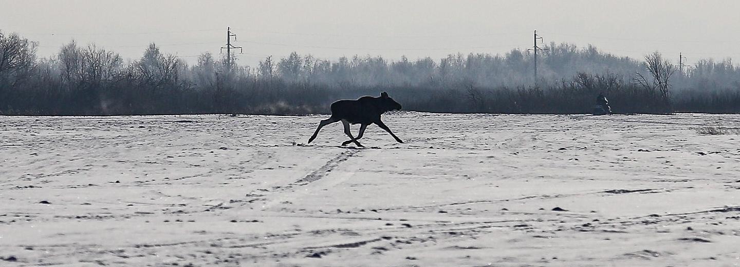 В новосибирских лесах стало больше лосей и косуль