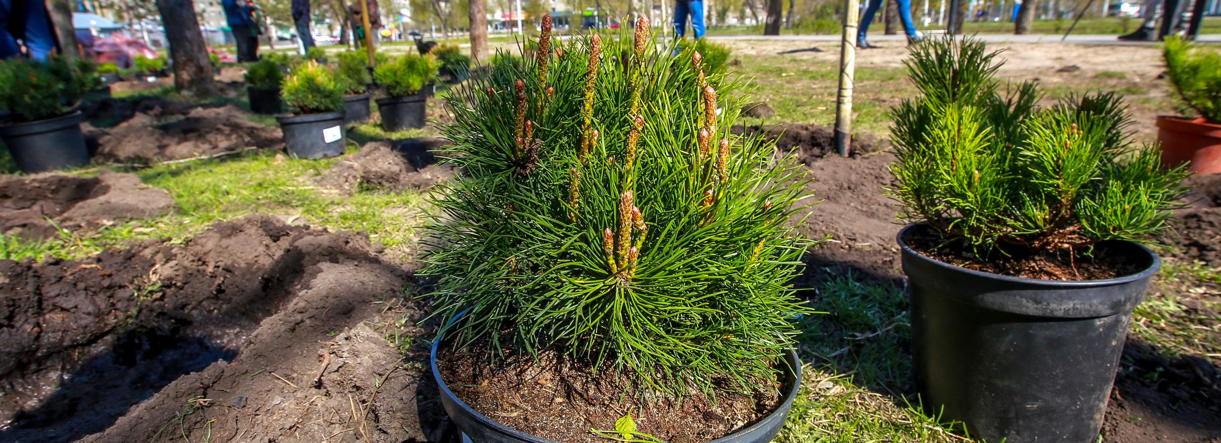 Где будет проходить акция «Сад памяти» в Новосибирске