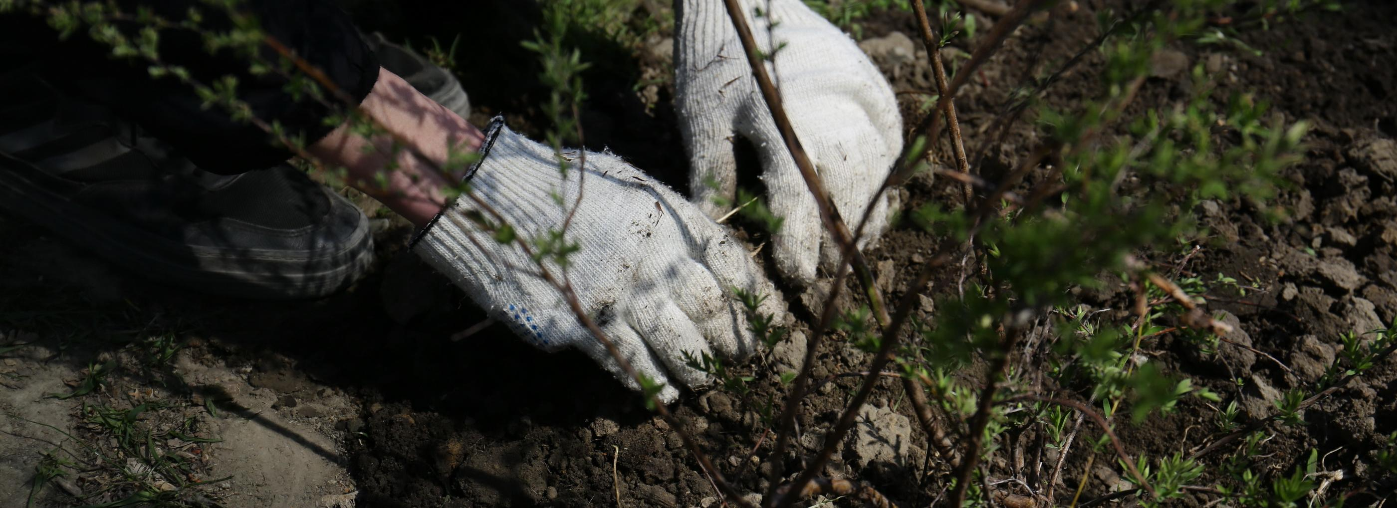Уничтожить «ведьмину метлу» на участках призвали в Дачной академии