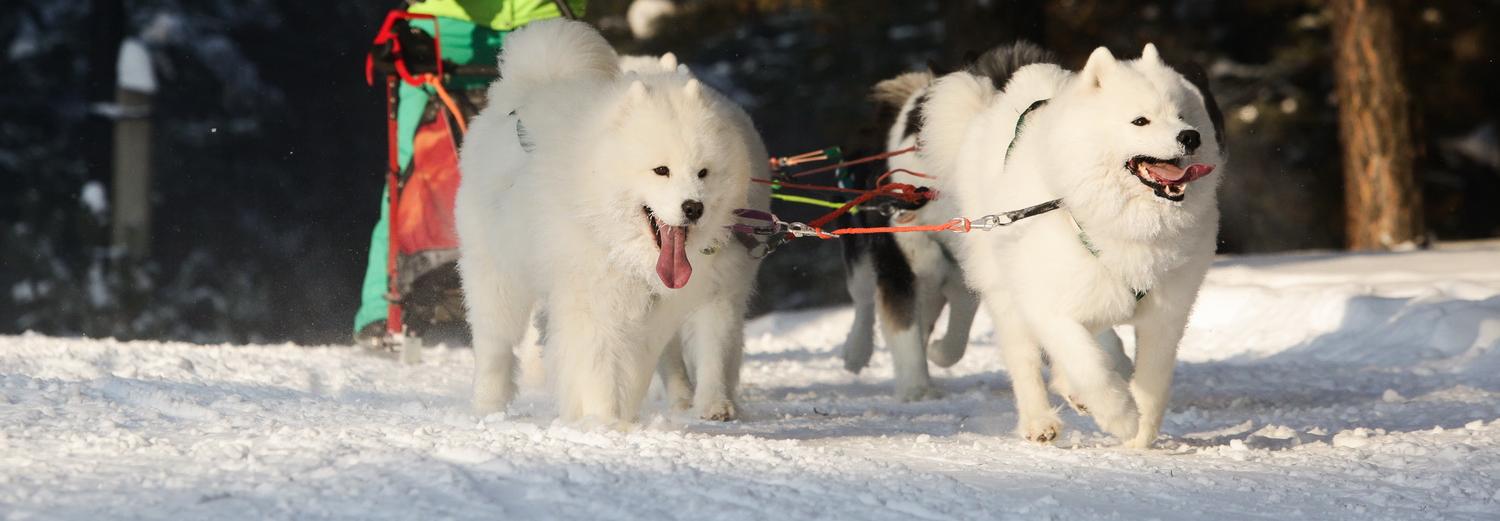 Хаски в салазках — фоторепортаж с собачьих гонок
