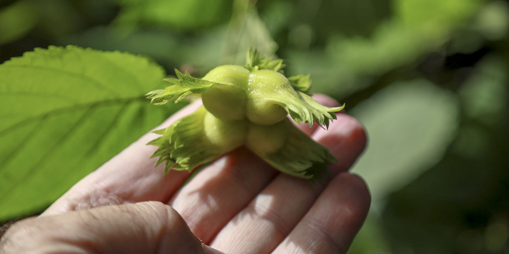 400 кустов фундука вырастил новосибирский фермер для шоколадной пасты