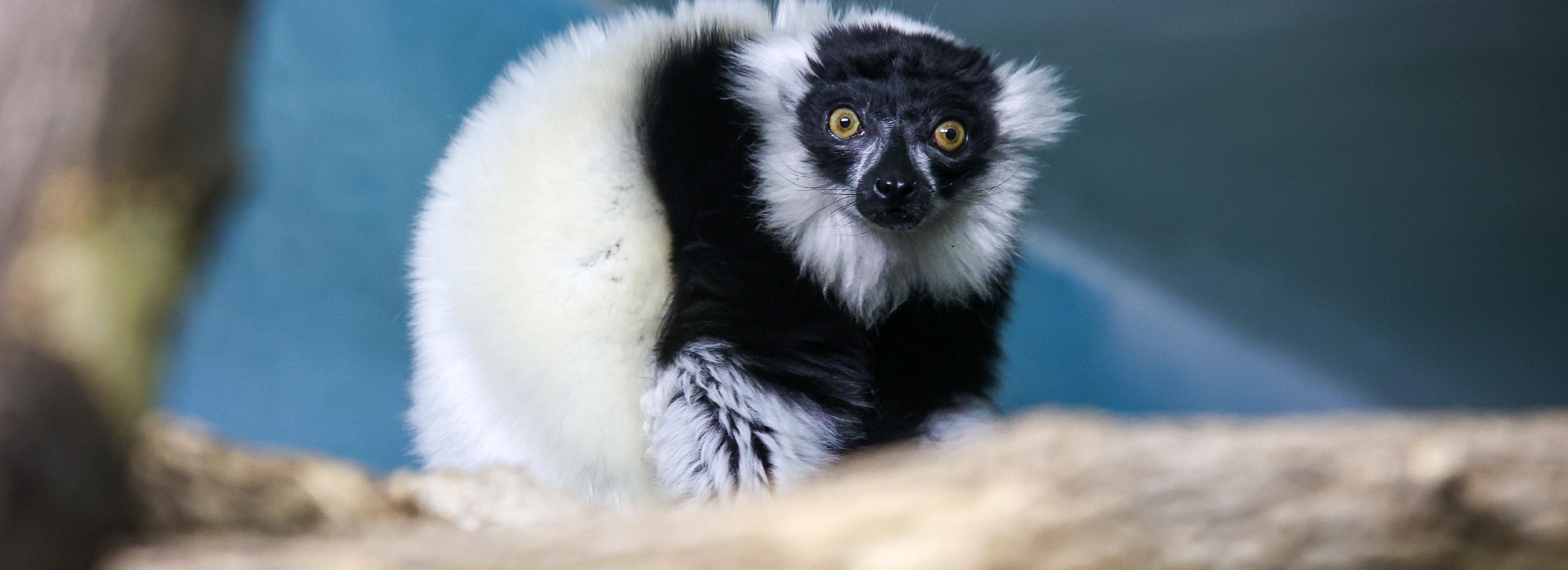 Новосибирцев бесплатно пустят в зоопарк ради субботника