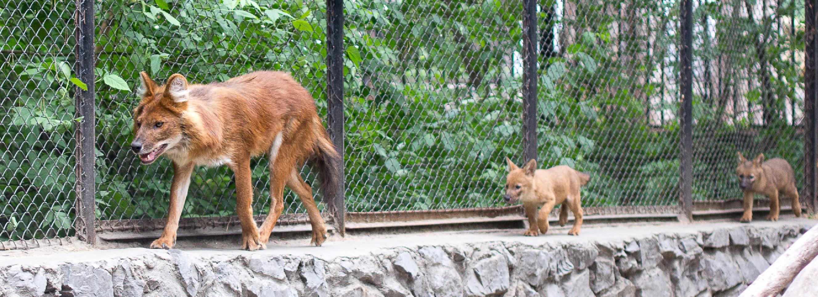 Сотрудники новосибирского музея «усыновили» красных волков