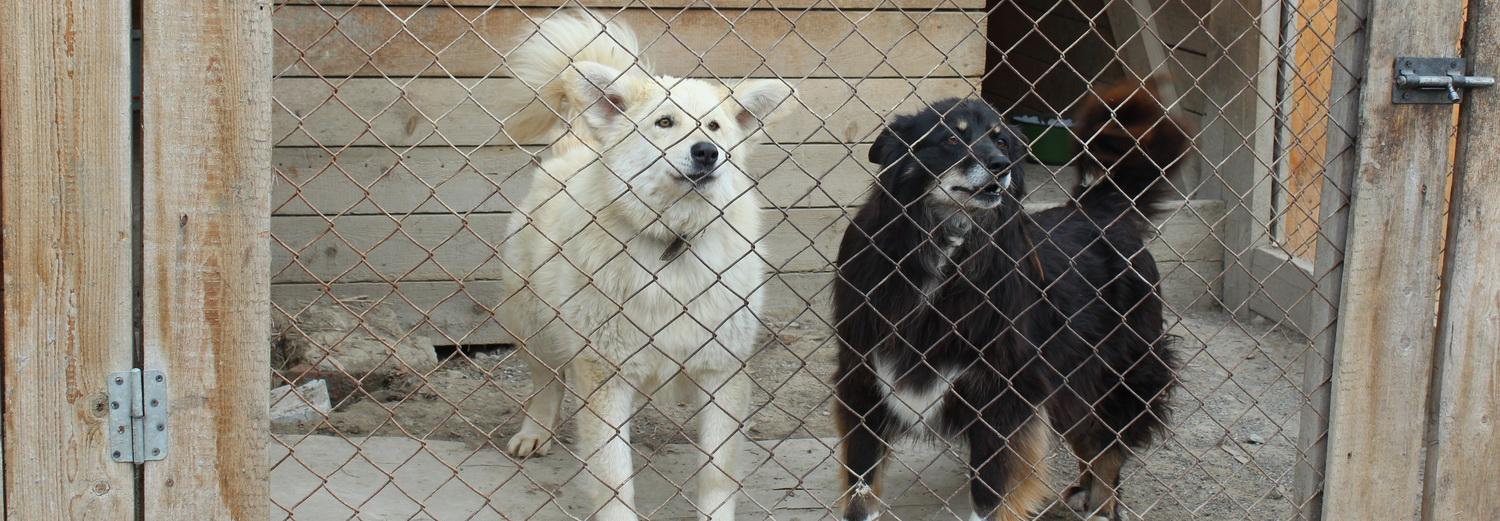 На акции «Sosисочка» новосибирцы помогут собакам и кошкам