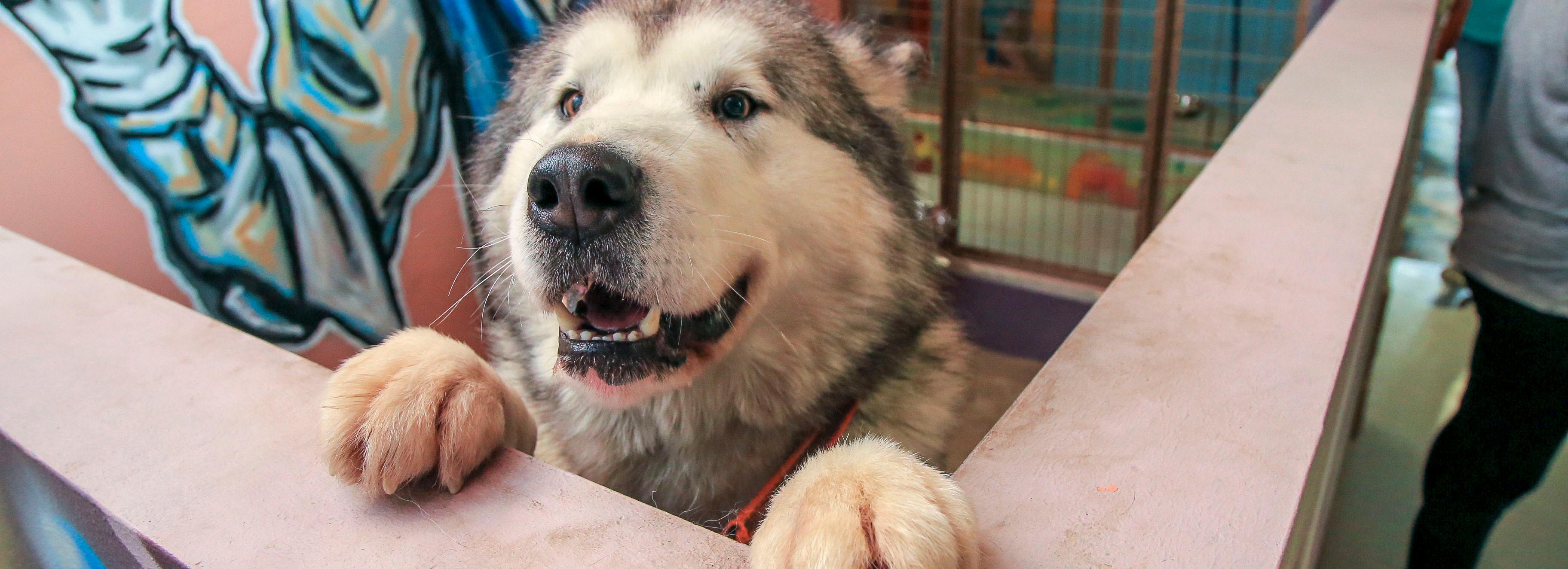 Новые правила содержания домашних животных обсудят с новосибирцами