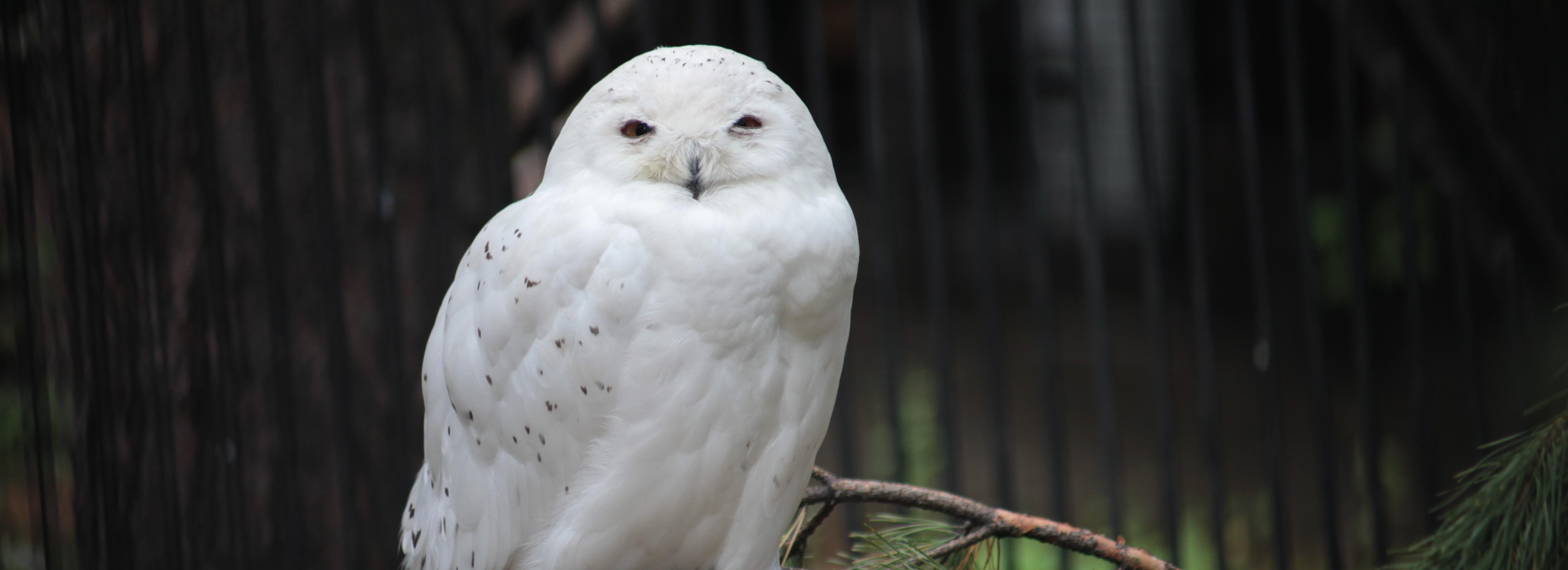 Афиша выходных: парад студентов, экскурсия к совам и концерт в башне