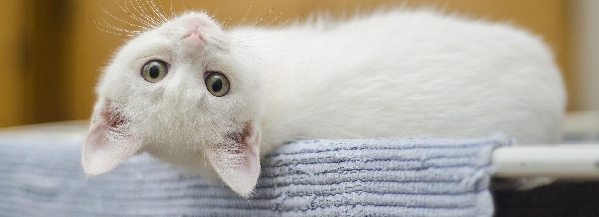 Проглотившего иголку кота спасли ветеринары в Новосибирске