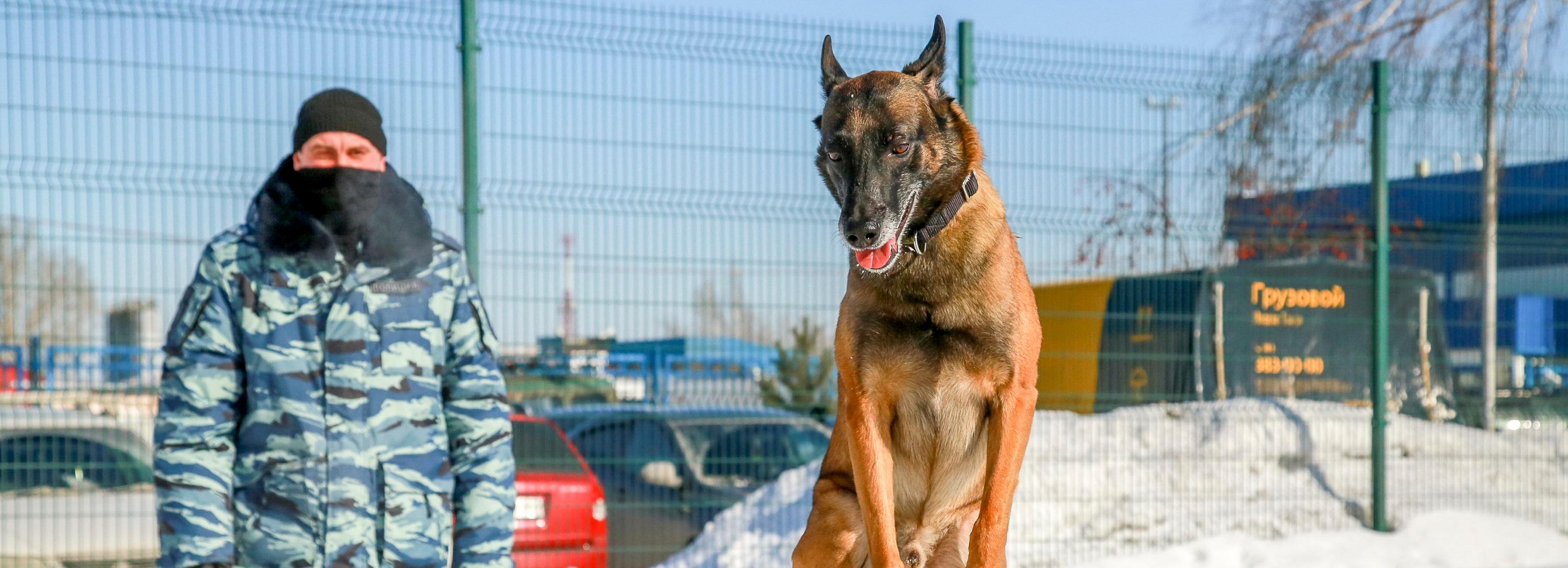 Собачья работа: как воспитывают хвостатых полицейских в Новосибирске