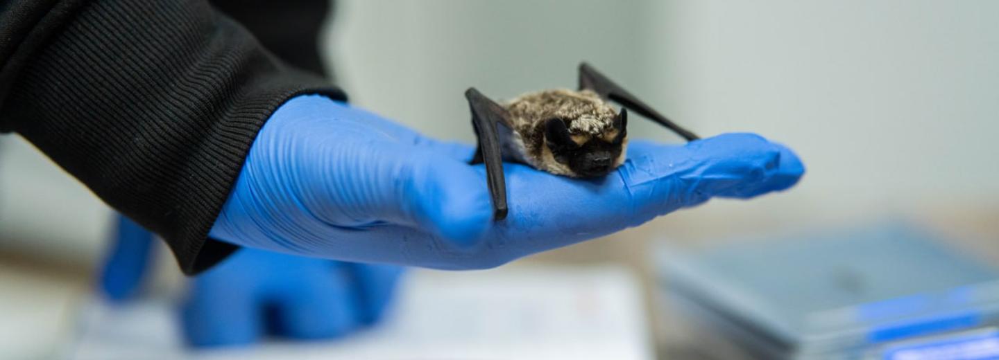 Летучих мышей отправили зимовать в холодильник новосибирские волонтёры