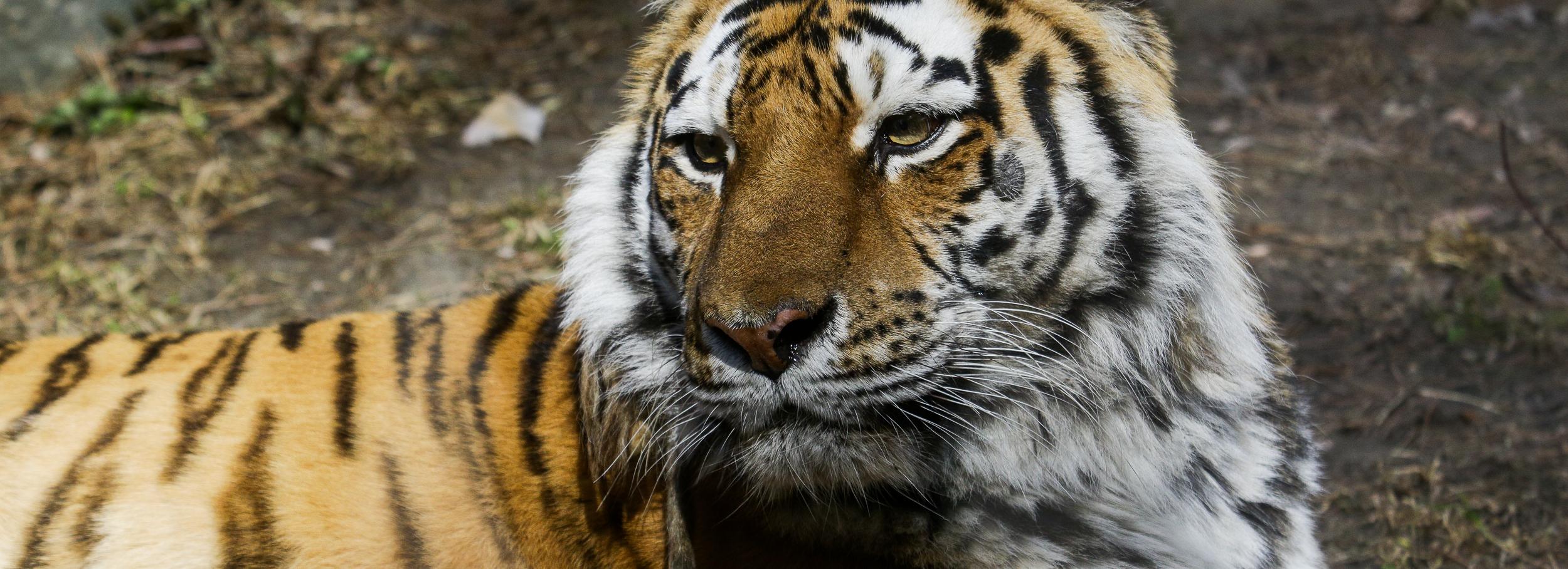 В новосибирском зоопарке пройдут показательные кормления зверей