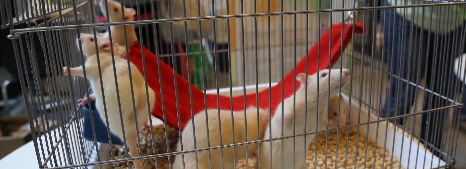 Новосибирские учёные предлагают лечить рак с помощью плазмы