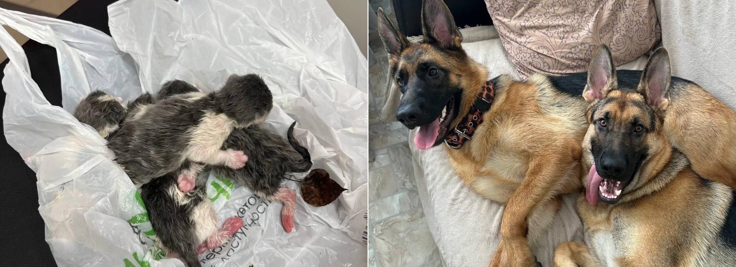 Немецкие овчарки спасли оставленных умирать в лесу котят в Новосибирске