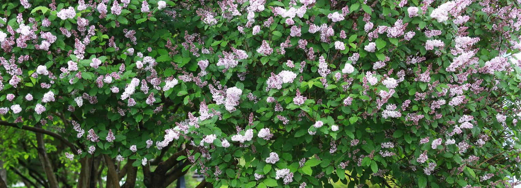 Учёные сибирского ботсада исследуют сирень на Монументе Славы