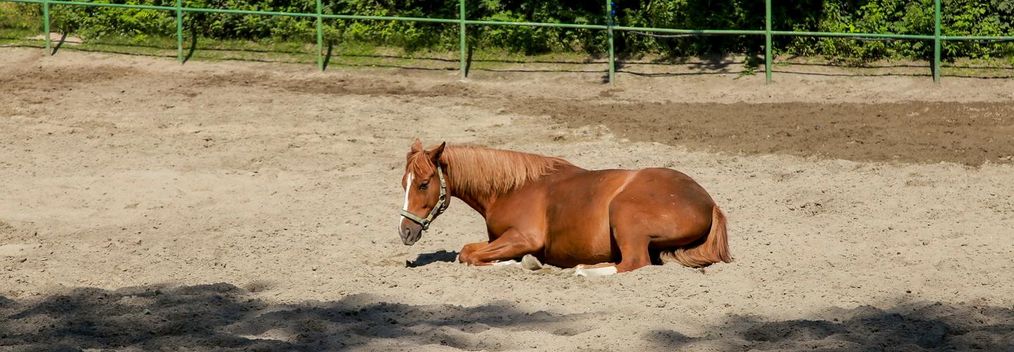Оптимизация детского конного клуба «Заря» взволновала родителей