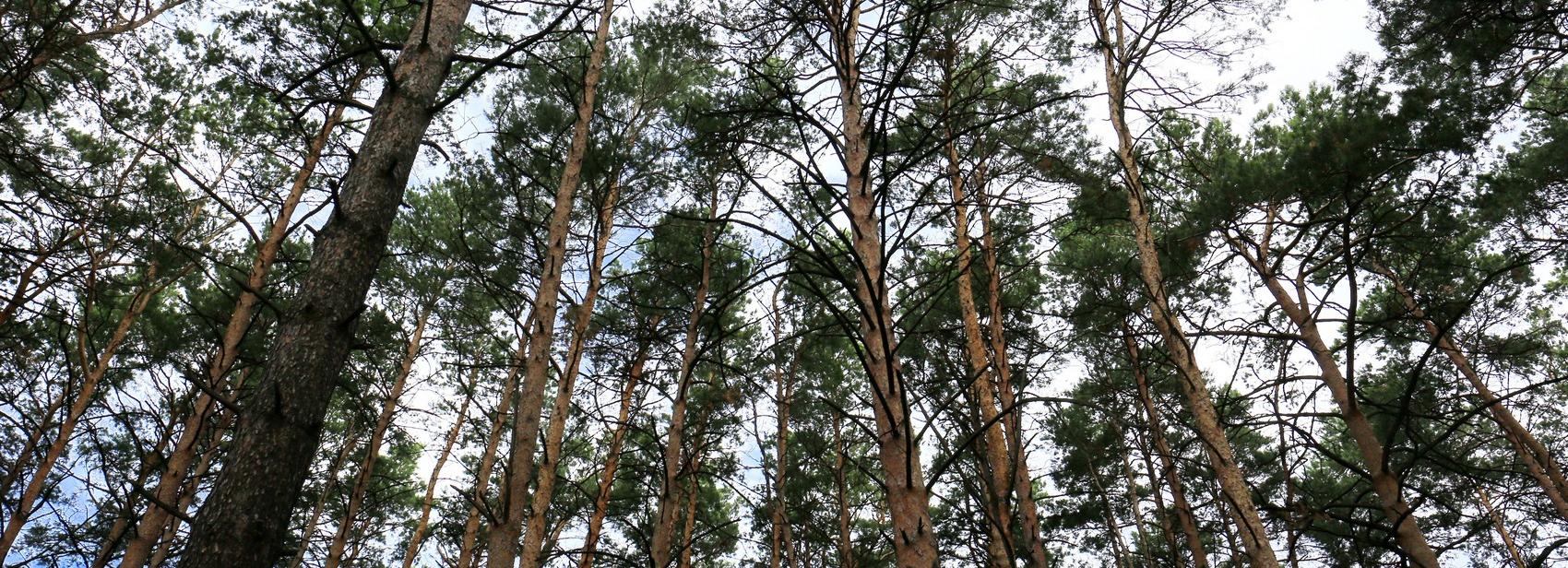 Лес между Шлюзом и Нижней Ельцовкой в Новосибирске возьмут под защиту