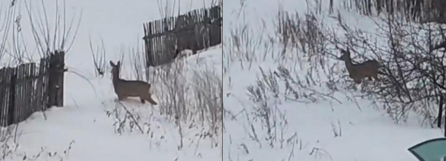 Косулю заметили в черте Новосибирска на Рождество