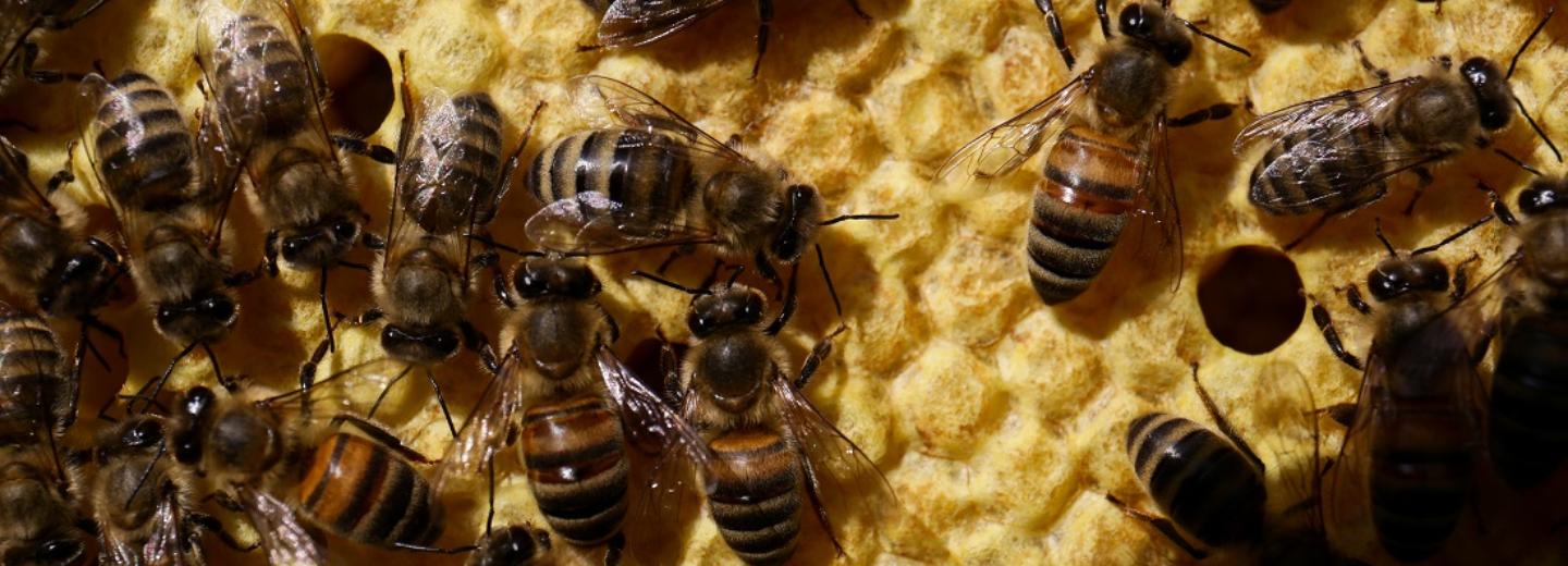 Подслушивающие за пчёлами новосибирские ульи испытают на Алтае