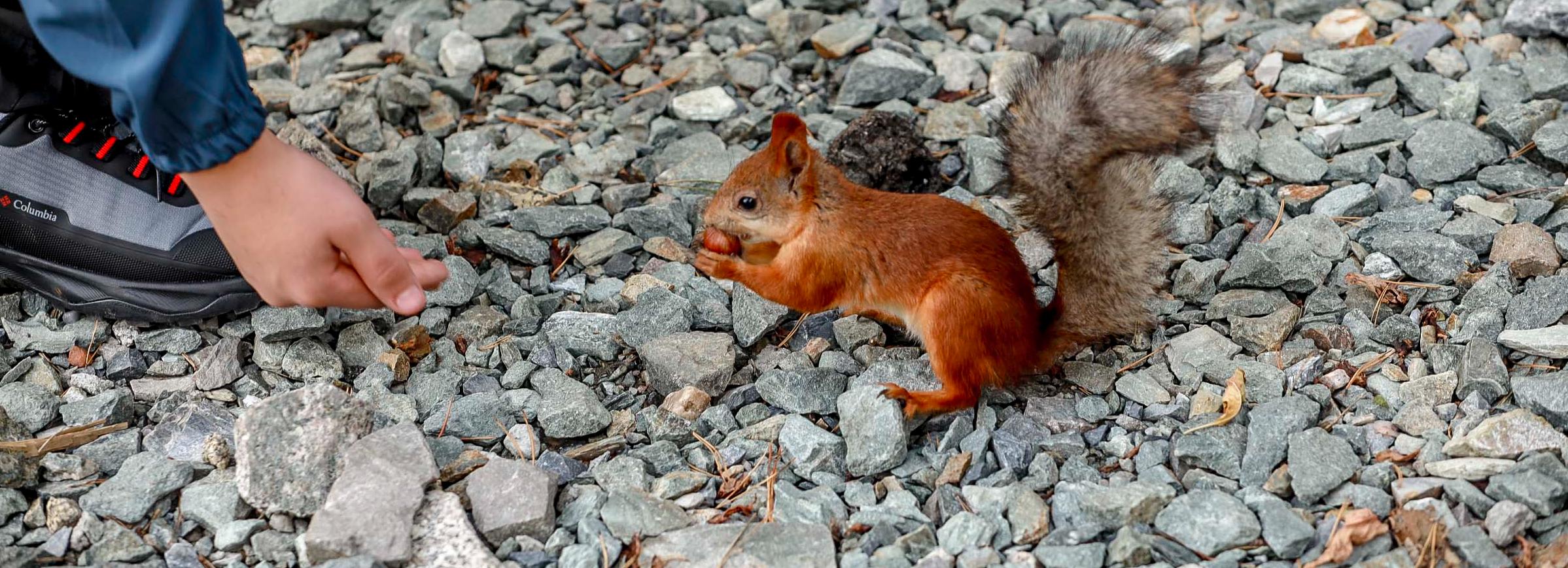 Новосибирские найдёныши: как быть с заблудившимися ежами и белками