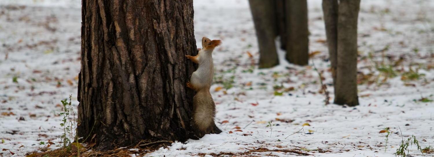 Лесной парк «Заельцовский бор» официально создали в Новосибирске